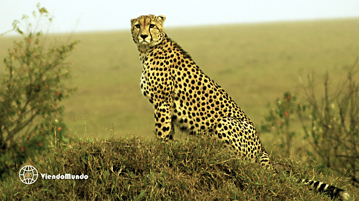 FAUNA DE KENIA. Animales avistados por ViendoMundo